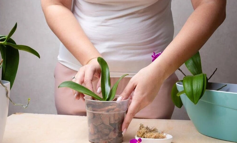 植物換盆後護理