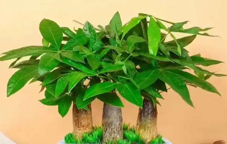 發財樹缺水症狀 發財樹缺水症狀