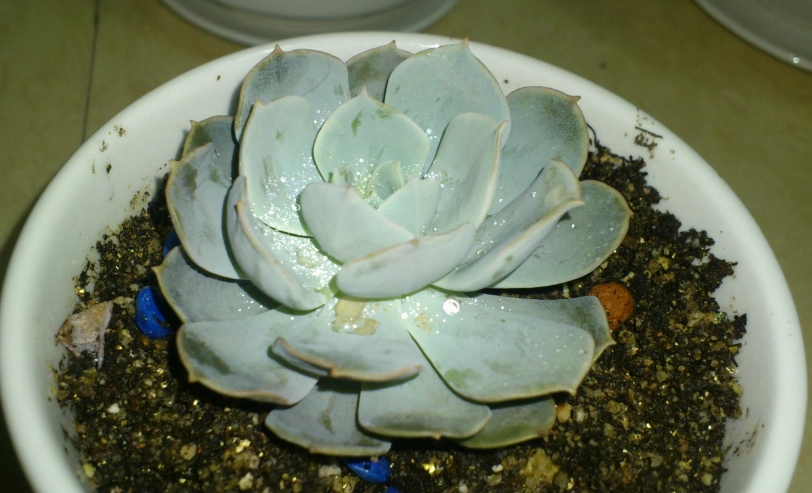 多肉植物變軟解決