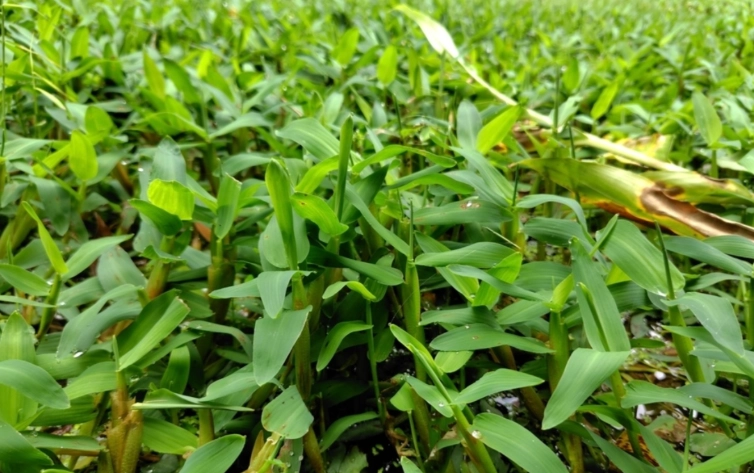 禾本科植物特徵 禾本科植物特徵