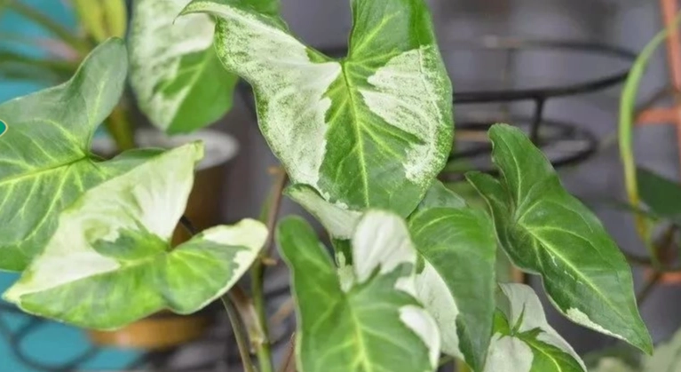 懶人植物推薦 懶人植物推薦