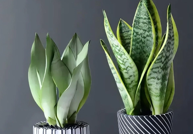 低維護室內植物