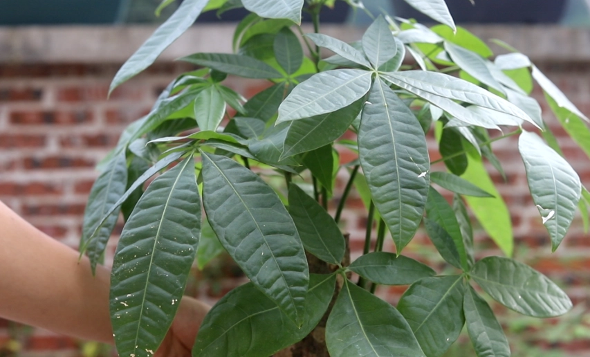 發財樹養護 發財樹養護