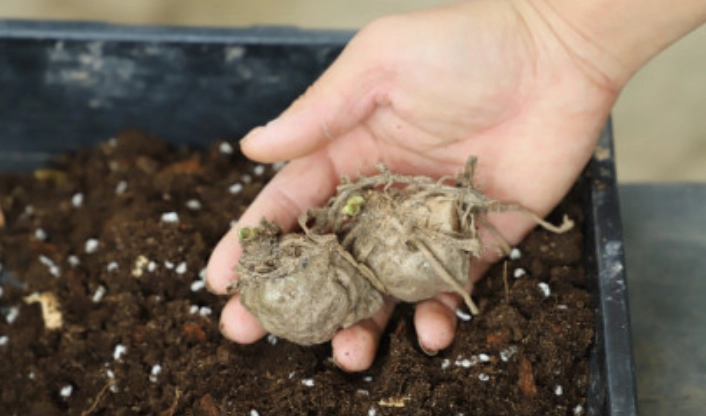 植物根部問題 植物根部問題