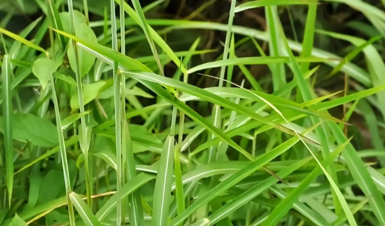 禾本科植物種類 禾本科植物種類