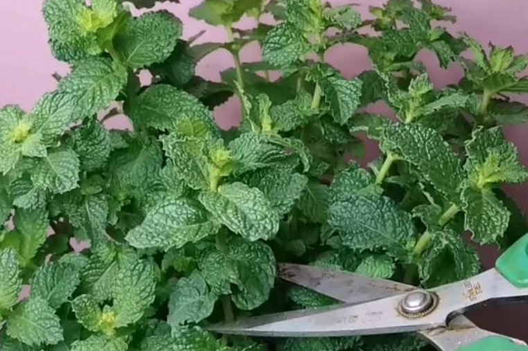 薄荷怎麼修剪