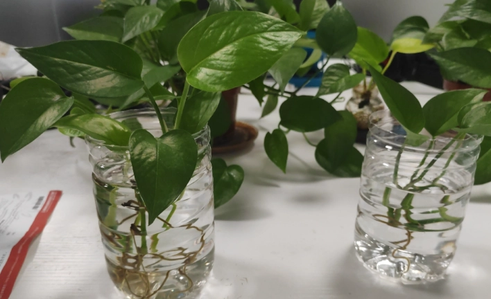 黃金葛爛根預防