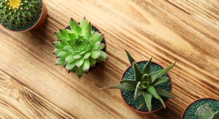 室內植物推薦 室內植物推薦