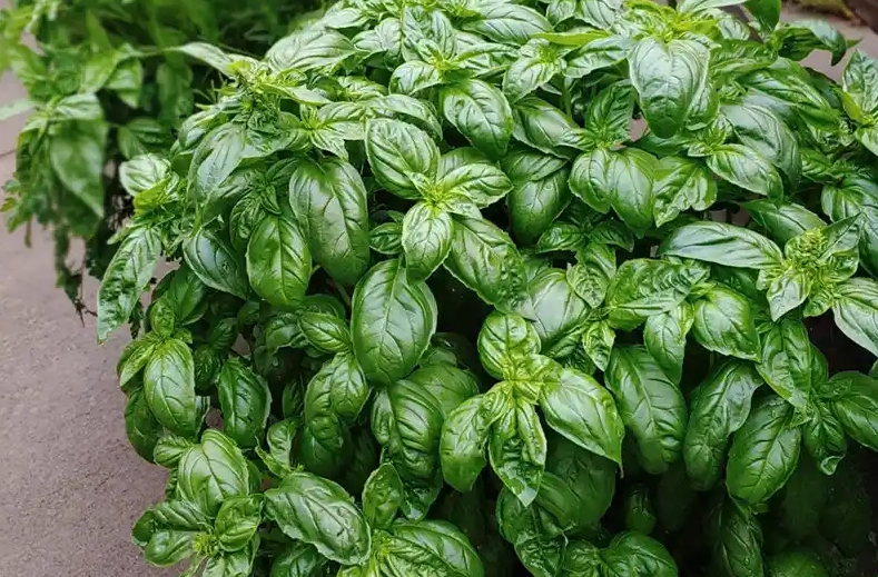 甜羅勒栽培季節