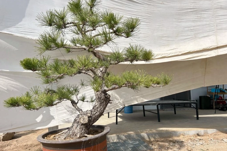 黑松與五葉松差異 黑松與五葉松差異