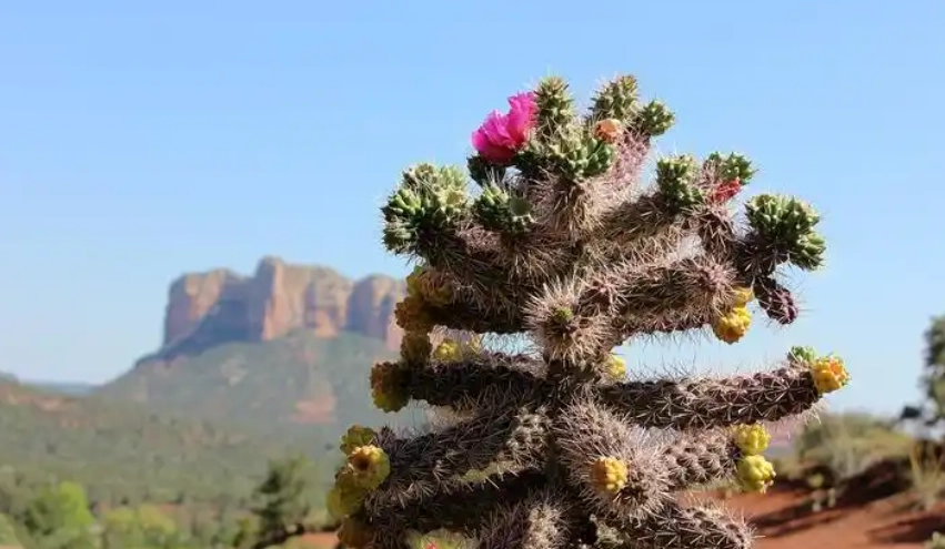 仙人掌黃化處理