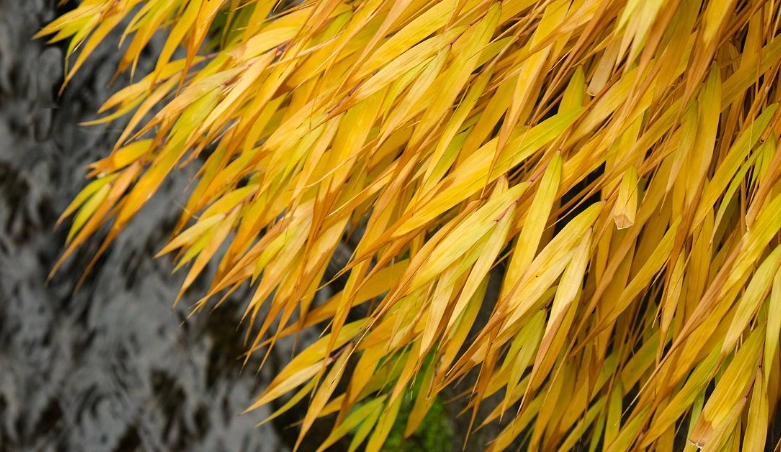 竹葉發黃原因 竹葉發黃原因