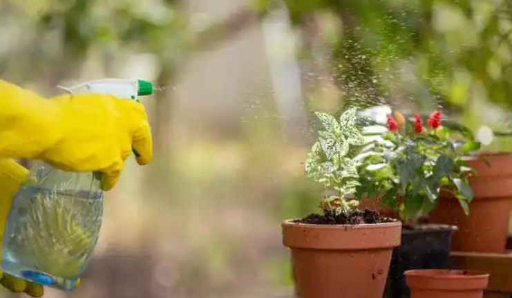 如何用自來水澆花