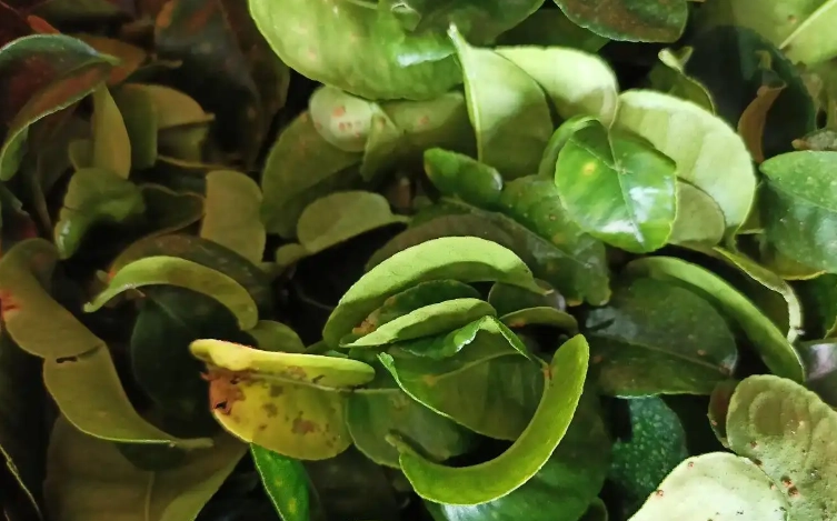 葉子變軟下垂處理