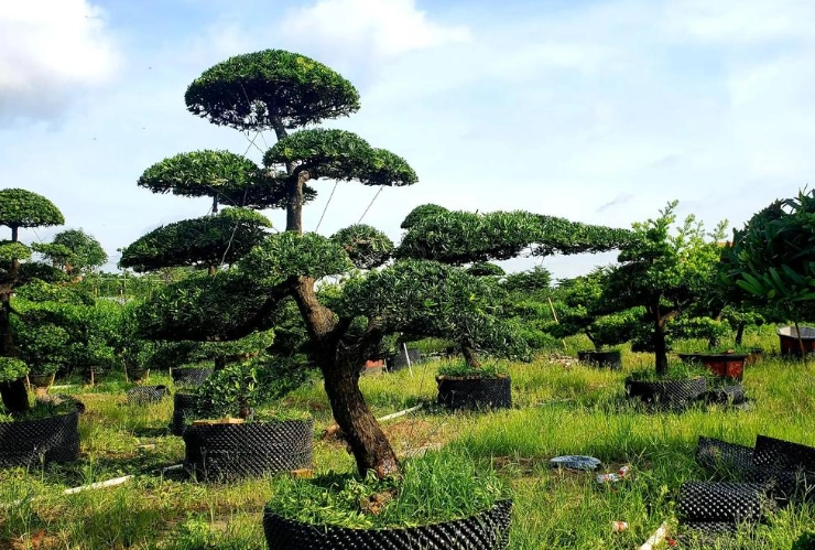 台灣常見松樹種類