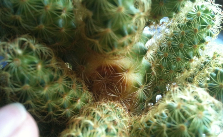 仙人掌養護技巧