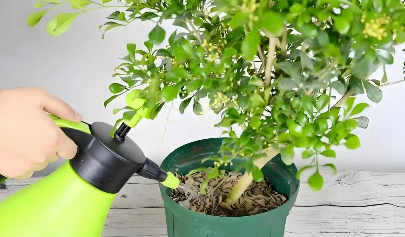 自來水澆花注意事項