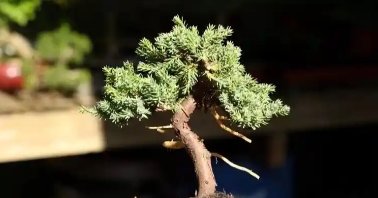 珍珠柏枯黃處理