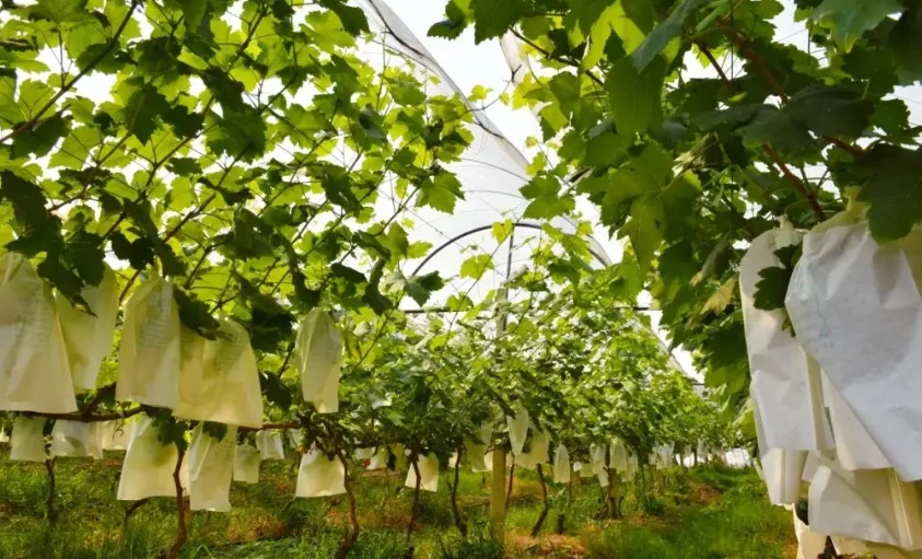 台湾萄葡种植 台湾萄葡种植