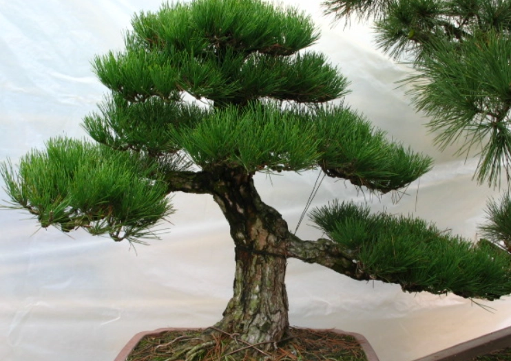 如何區分黑松五葉松 如何區分黑松五葉松