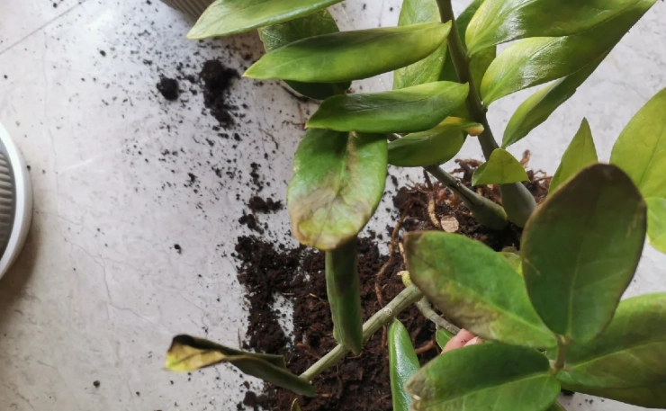 金錢樹爛根原因