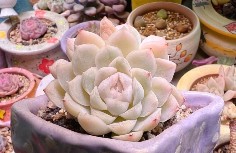 多肉葉片變薄處理