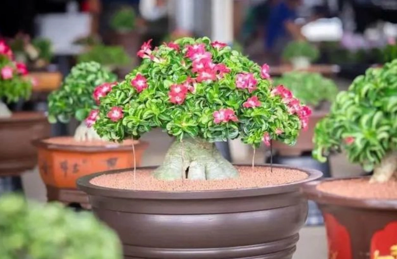 耐旱植物 耐旱植物