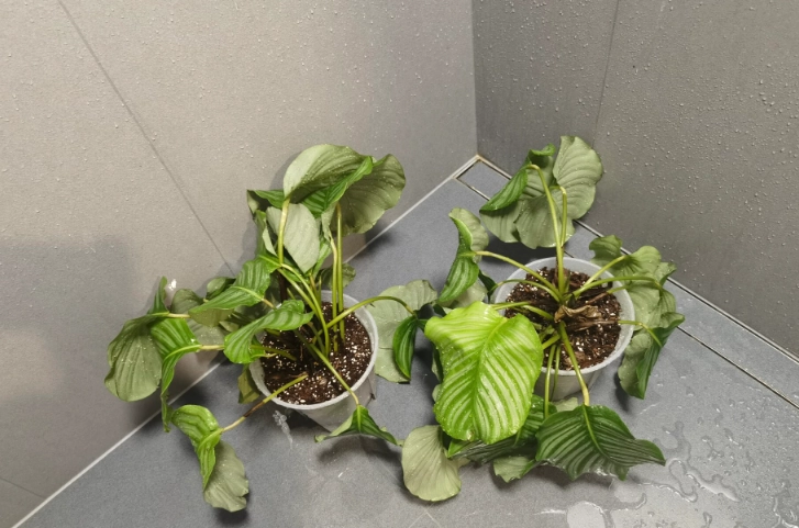 葉子下垂處理 葉子下垂處理