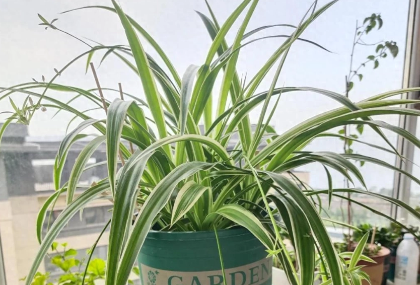 室內植物推薦 室內植物推薦