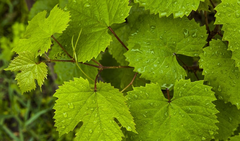 葡萄葉子用途 葡萄葉子用途