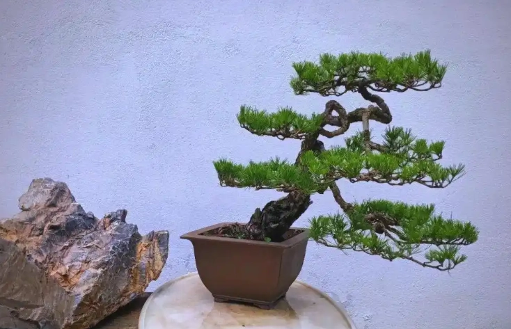 松樹盆栽養護 松樹盆栽養護