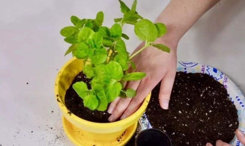 薄荷葉換盆技巧