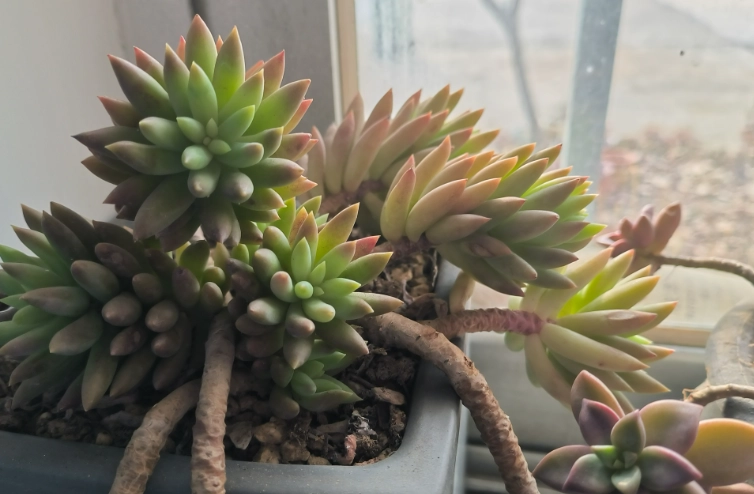 多肉植物光照不足