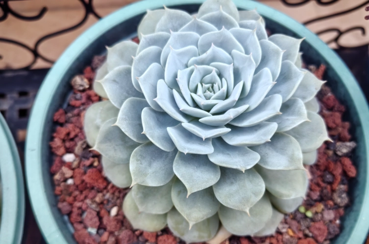 多肉植物葉片變薄原因