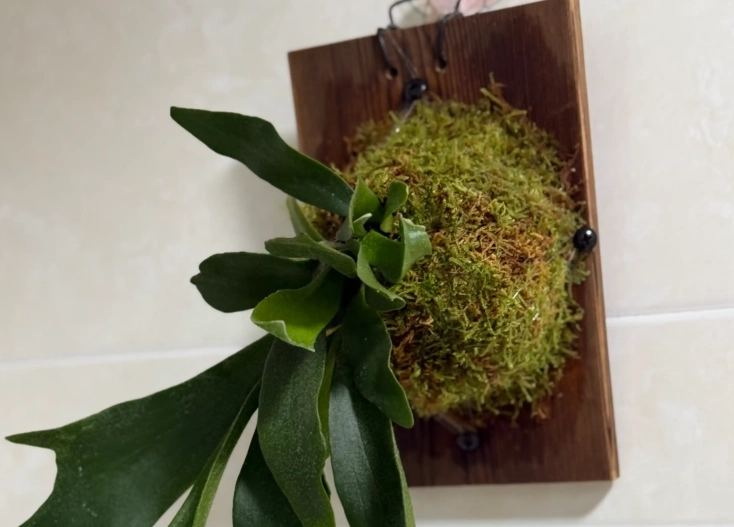 鹿角蕨樹皮選擇