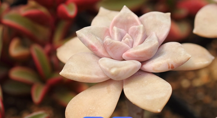 軟軟多肉植物照顧