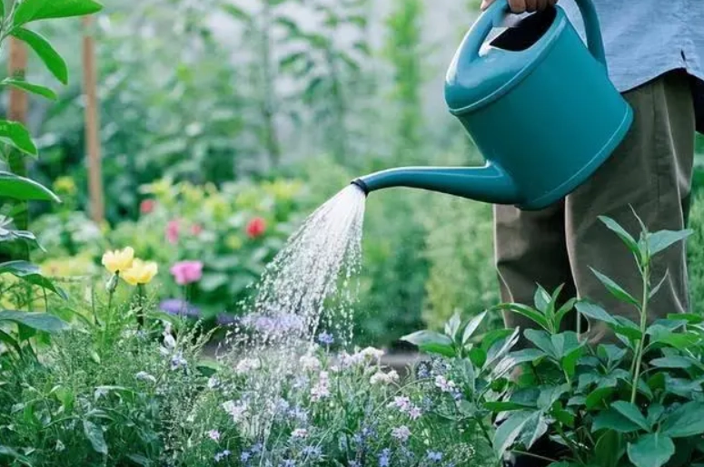 澆花水質選擇