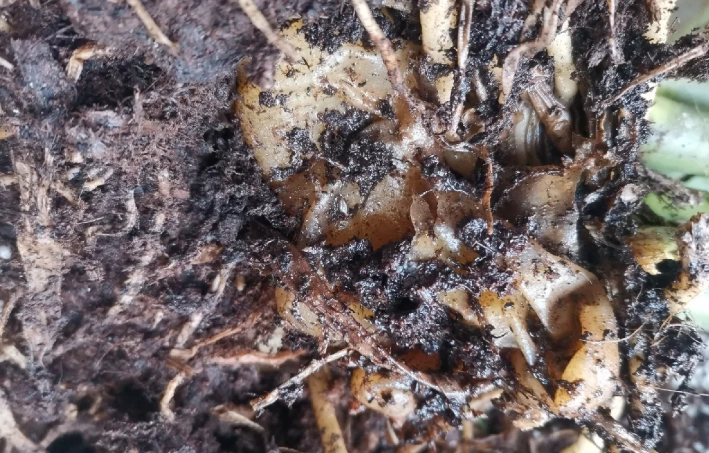 金錢樹爛根處理