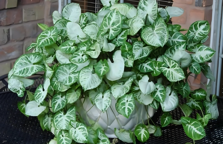 低維護室內植物