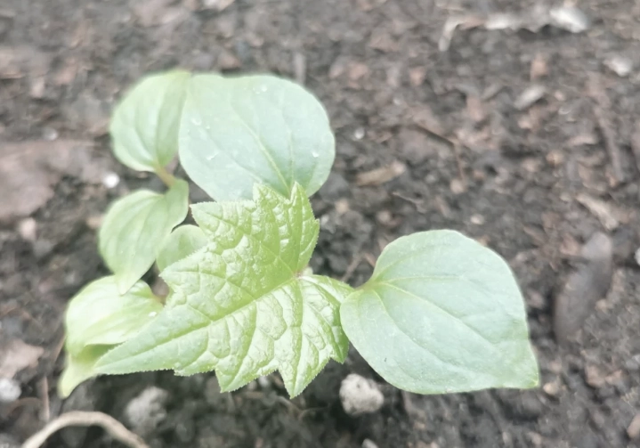 葡萄籽可以种嗎