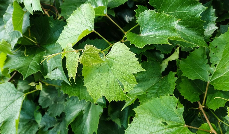 葡萄葉子病蟲害 葡萄葉子病蟲害