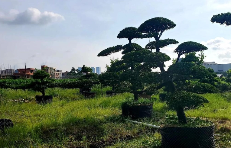 台灣常見松樹種類