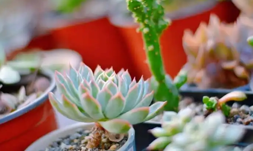 多肉植物光照不足