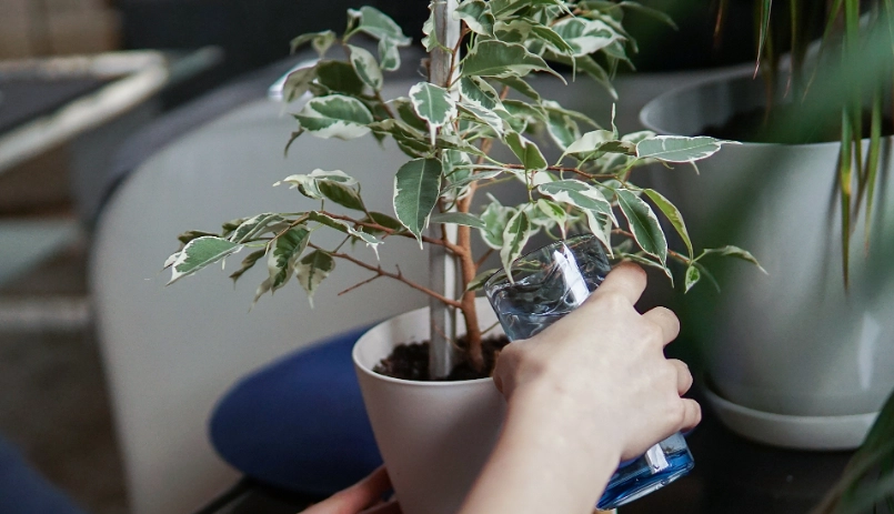 植物澆水時間 植物澆水時間