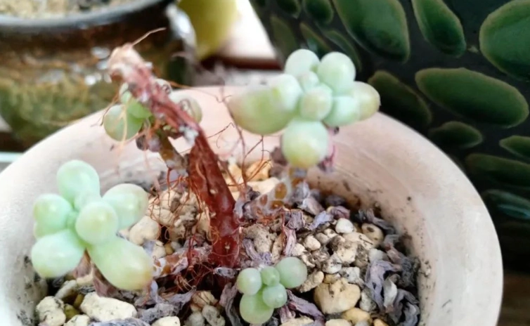 多肉植物掉葉處理 多肉植物掉葉處理