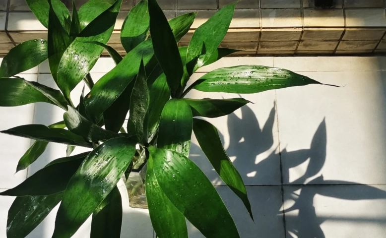 植物葉子下垂原因 植物葉子下垂原因