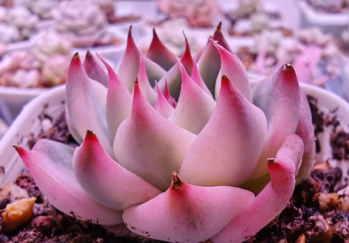 多肉植物照顧方法