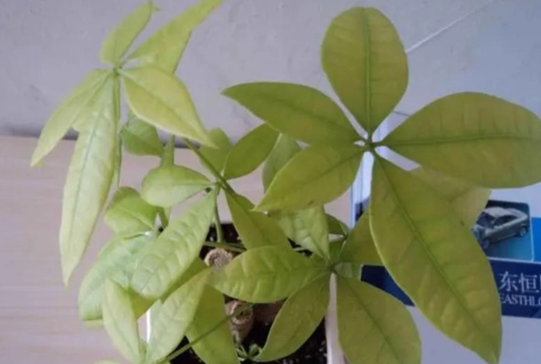 發財樹分株方法