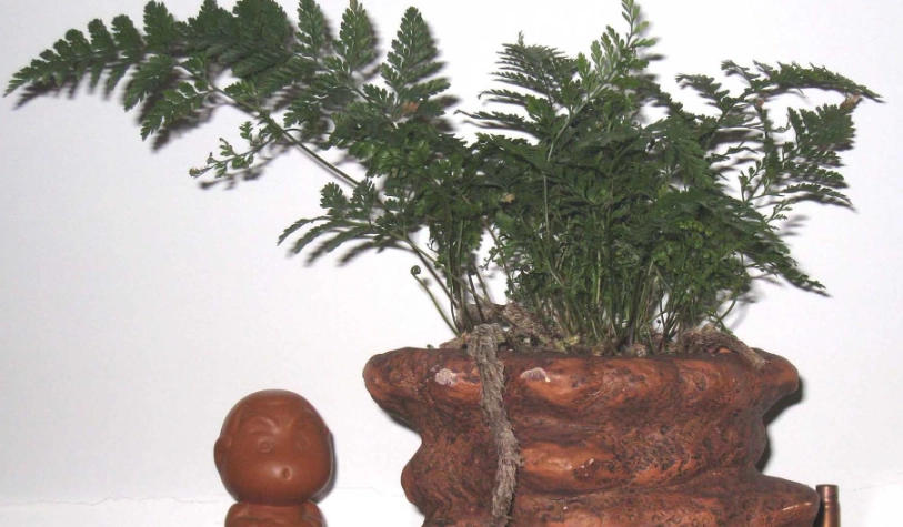 兔腳蕨照顧方法