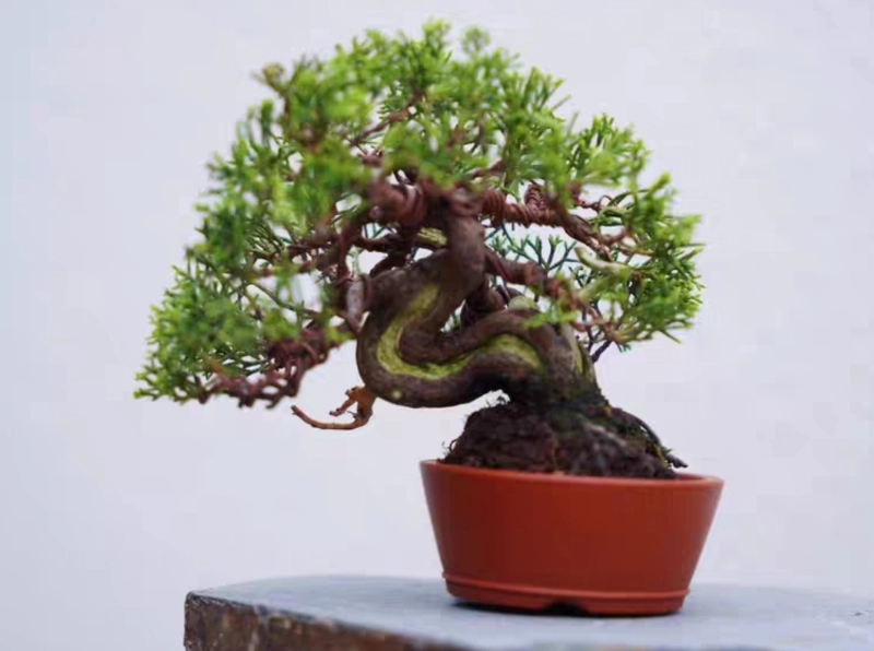 真柏葉子變黃 真柏葉子變黃